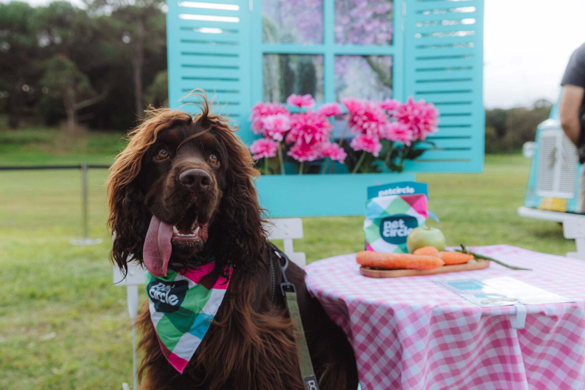 Pet Circle's Better Bowl Bistro turns gut-health research into a one-day pet cafe